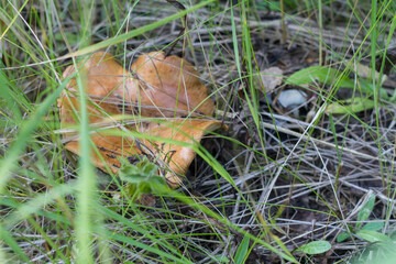 a mushroom picker found mushrooms in the forest in the grass under the needles