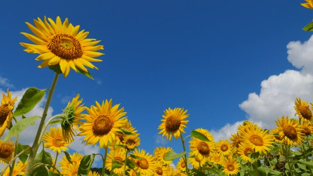 真夏の青空に映えるひまわり【三重県　磯部町　志摩市観光農園】
