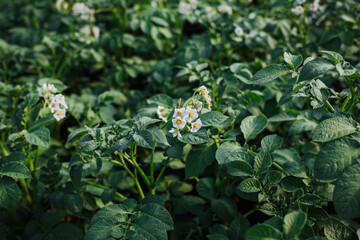 close up of a plant