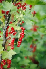 red currant bush