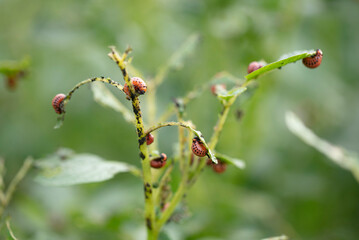 Colarada beetles eat growing potatoes.