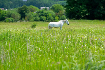 Fototapeta premium field grass. white horse out of focus, on green grass in the field. white horse stands in an agriculture field with juicy grass in sunny weather. strong, hardy and fast animal. grazing in the meadow