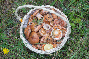 wild ginger mushrooms are collected in a basket by a mushroom picker