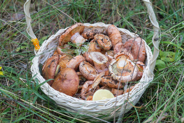 wild ginger mushrooms are collected in a basket by a mushroom picker