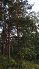 green forest, covered with riddles for the traveler
