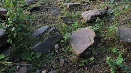 green forest, covered with riddles for the traveler
