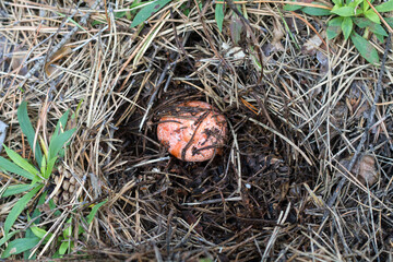 a mushroom picker found mushrooms in the forest in the grass under the needles