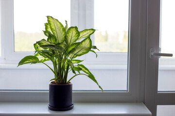 Dieffenbachia in a black pot stands on the windowsill. Houseplants
