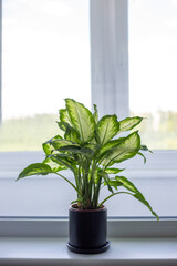 Dieffenbachia in a black pot stands on the windowsill, vertical orientation. Houseplants