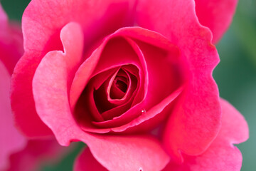 Fototapeta na wymiar Beautiful pink rose with petals close-up.