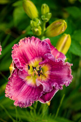 blossoming day lily  with the summer sun