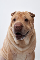 Obraz premium Shar Pei on white background. The dog smiles, funny face
