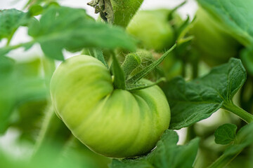 Fresh tomato plant growing in greenhouse