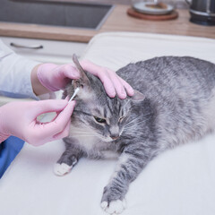 The veterinarian in the home kitchen examines the ear of a domestic cat
