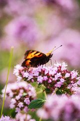 butterfly on the blooming flower