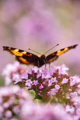 butterfly on the blooming flower