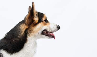 Naklejka na ściany i meble dog with tongue looking sideways welsh corgi pembroke breed