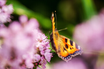 butterfly on the blooming flower