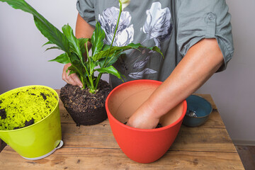 A woman transplants a spathiphyllum flower into a square flower pot.