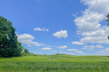green field and blue sky