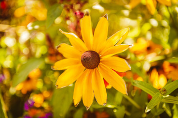 Gros plan sur une marguerite jaune