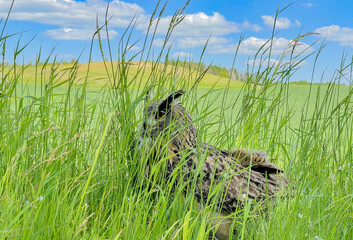 Great Horned Owl in Grassy Field