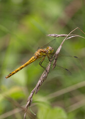 golden dragonfly skimmer macro on grass green background
