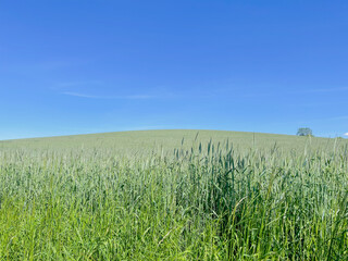 green field and blue sky