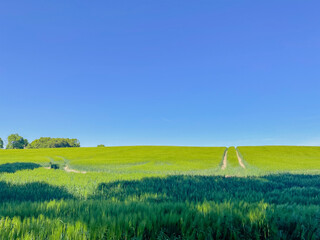 road in landscape with grass and blue sky