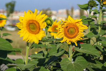 spanish sunflower field