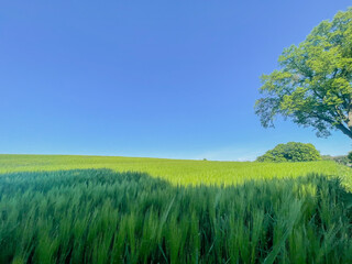 Green grass on blue clear sky, spring nature theme.