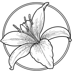 Round card, postcard. Monochrome lily flower in a circle on a white background