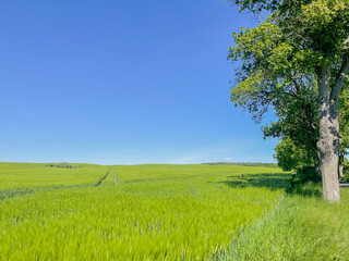 Green farm