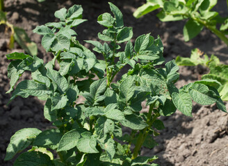 Potato bush in the garden, close-up. Potato stalks in the home garden.