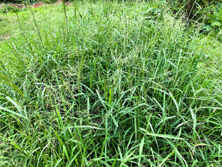 green grass background