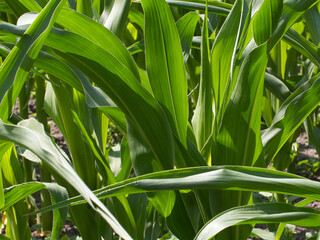Obraz premium Overgrown corn. Corn stalks in the home garden.