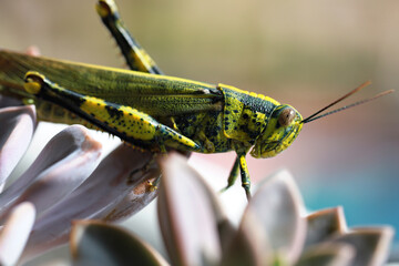 Grasshopper on a succulent plant close up. Soft focus image.