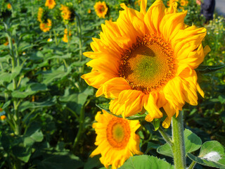 spanish sunflower field