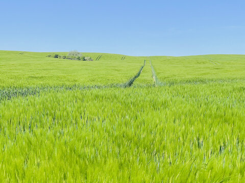 Green farm, panoramic view of farmland, crop of wheat on field, spring landscape
