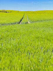 Beautiful green cornfield with sunset sky background.
