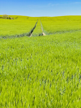 Beautiful green cornfield with sunset sky background.