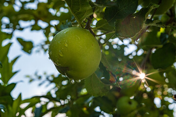 Apfel am Baum im Sonnenlicht