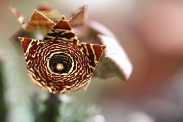 Beautiful flower of 