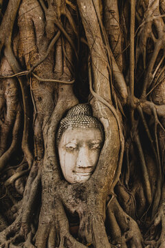 Ancient Buddha head overgrown by Bodhi tree roots.