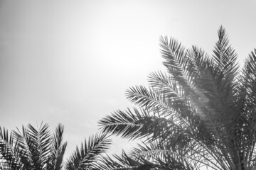 Tropical tourism paradise palms in sunny summer sun gray sky. Sun light shines through leaves of palm. Beautiful wanderlust travel journey symbol for vacation trip to southern holiday dream island