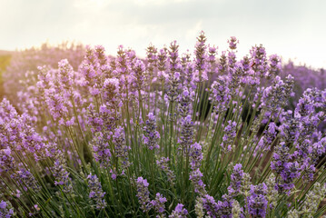 Close up view of a blooming lavender field