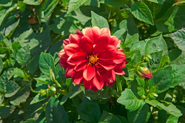 Bright beautiful red dahlias close-up on a background of green leaves in a flower garden on a sunny day