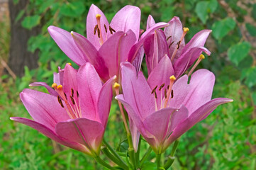 Bright beautiful pink lily close-up on a background of green leaves in a flower garden