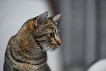 Curious pose cat with room scene, Tabby cat.