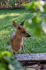 Innocent roe deer fawn. Young wild deer. little morality. deer cub. deer resting
